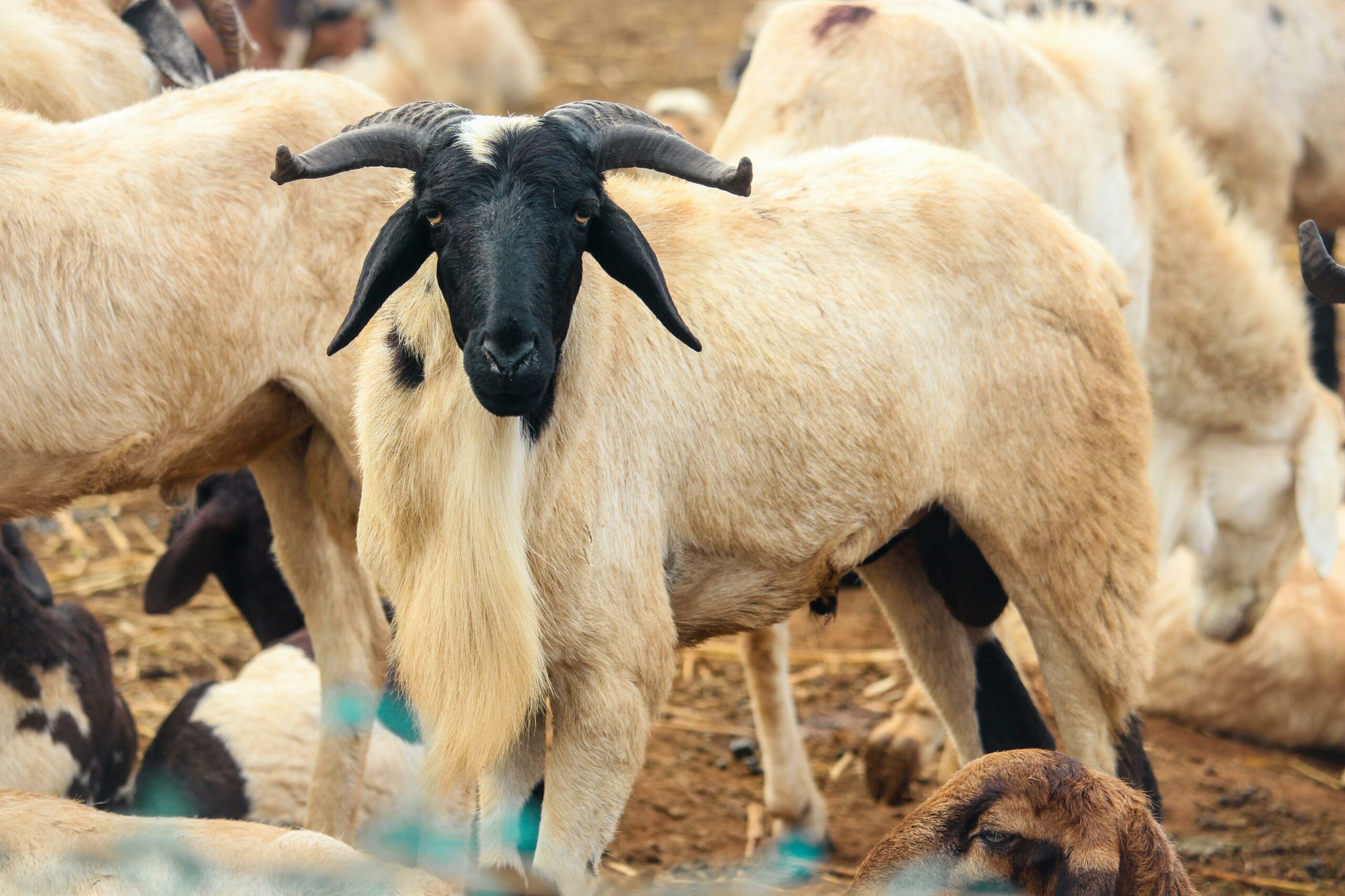 Sénégalais struggle to afford tabaski sheep amid rising costs