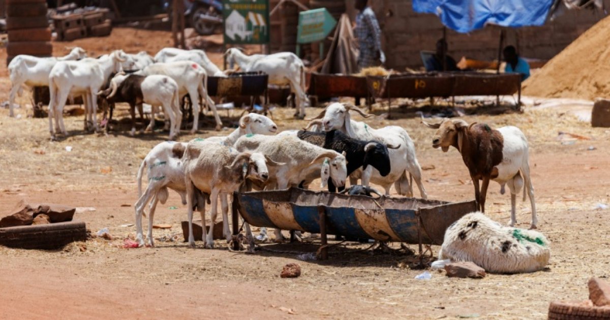 Bamako’s eid al-adha under jihadist blockade in Mali