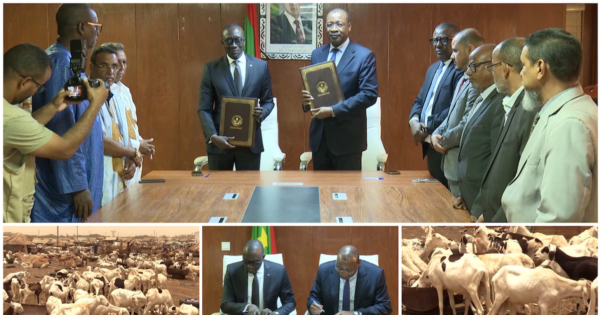 Mauritania boosts tabaski sheep supply to Senegal amid regional security challenges