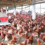 Gabon’s food sovereignty: why foreign investment overshadows local agribusiness