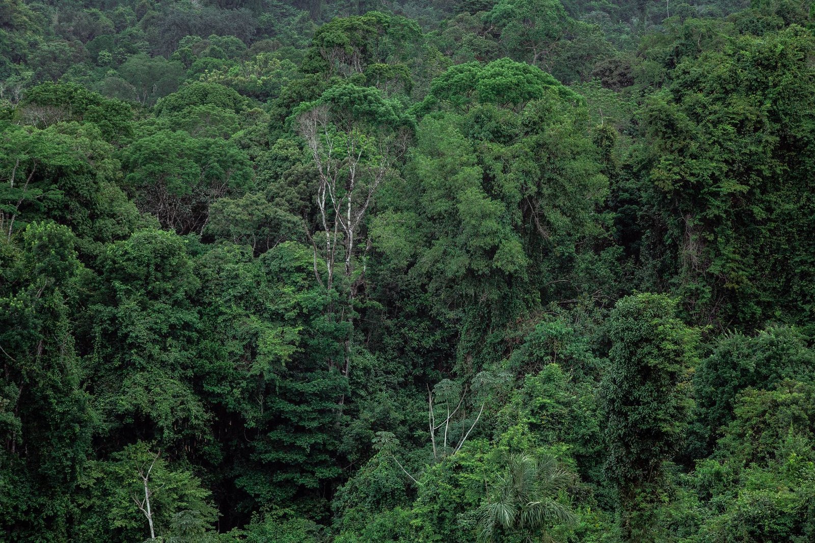 LVMH to ink Gabon forest supply pact, boosting luxury raw material sourcing
