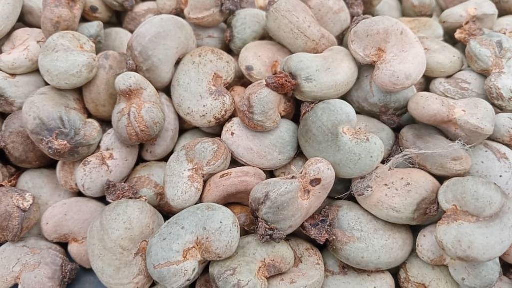 Poor cashew harvest linked to erratic rainfall and unsustainable farming practices