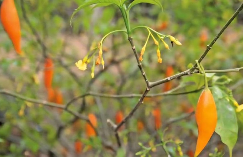 Iboga plant cultivation in Gabon