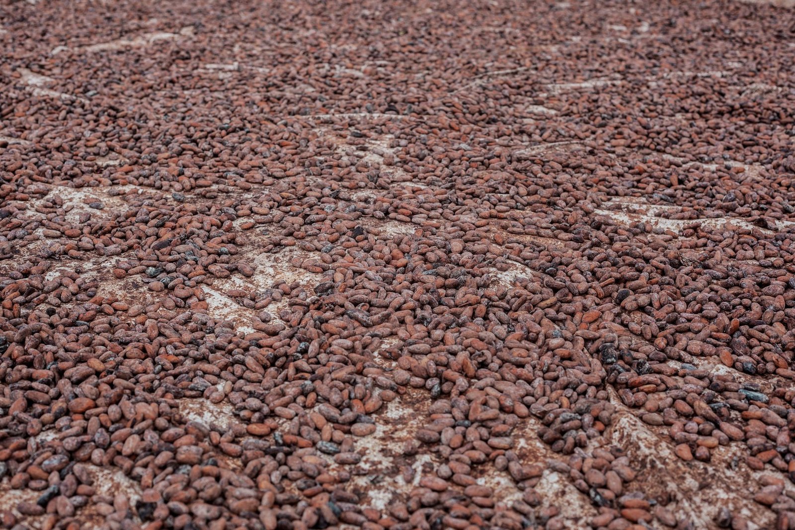 Cameroon’s cocoa market sees late surge as prices hit campaign high