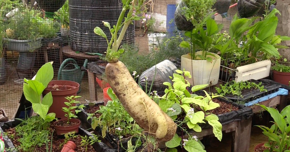 Bamako’s organic markets thrive with local, sustainable food chains