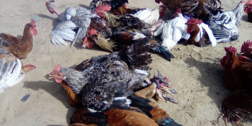 soaring poultry prices strain households and traders in Ati, Chad