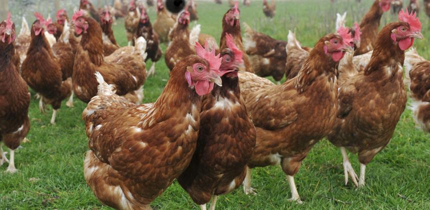 Gabon’s poultry ban: the real-world fallout for households, farmers and trade