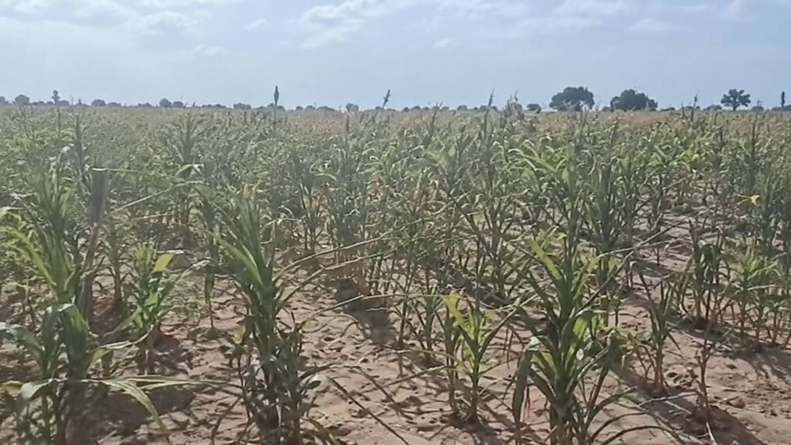 After the harvests in Tougan: fallout, debate and the questions Burkina Faso’s food sovereignty must now answer